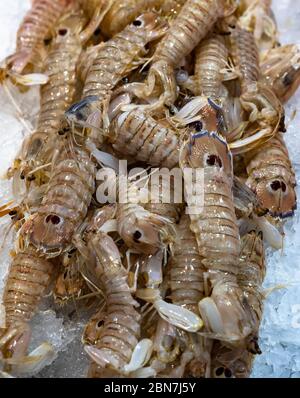 Gamberi di Squilla Mantis freschi o cicale di mare al mercato del pesce. Foto Stock