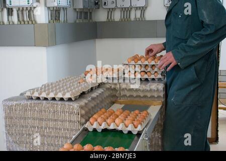 Allevatore di pollo Imballo uova nel vassoio Foto Stock