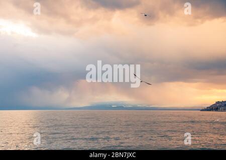 Gabbiani che volano in cielo stormy Overcast sul lago Leman Foto Stock