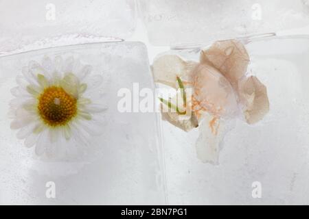 una fotografia di fiori selvatici di primavera congelati in cubetti di ghiaccio trasparente fusione di acqua, studio macro shot, dettaglio Foto Stock