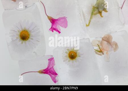 una fotografia di fiori selvatici di primavera congelati in cubetti di ghiaccio trasparente fusione di acqua, studio macro shot, dettaglio Foto Stock