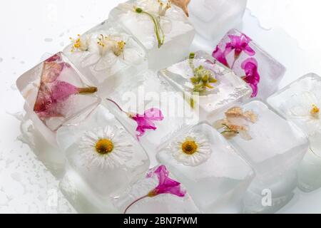 una fotografia di fiori selvatici di primavera congelati in cubetti di ghiaccio trasparente fusione di acqua, studio macro shot Foto Stock