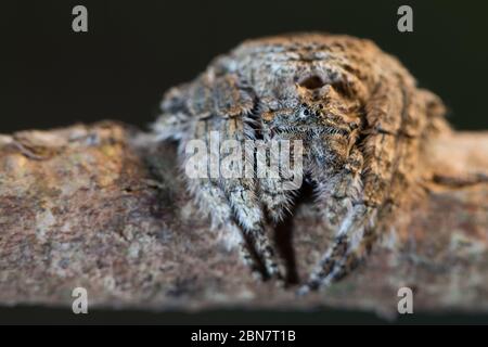 Ragni di corteccia, Caerostris sp. Sono nella famiglia orb-tessitore e sono camuffati bene sulla corteccia dell'albero, Newlands Forest Table Mountain Cape Town Sud Africa Foto Stock