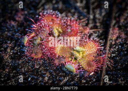 L'habitat nell'area di conservazione dell'ippodromo di Kenilworth è la casa di questa pianta carnivora, piccola rugiada, Droseraceae trinervia, che intrappola gli insetti Foto Stock