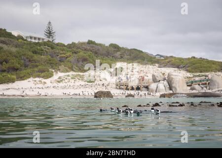 La costa di False Bay intorno a Simon's Town, Città del Capo, Capo Occidentale, Sud Africa è sede di uccelli marini come il pinguino africano in via di estinzione, lo speniscus demersus Foto Stock