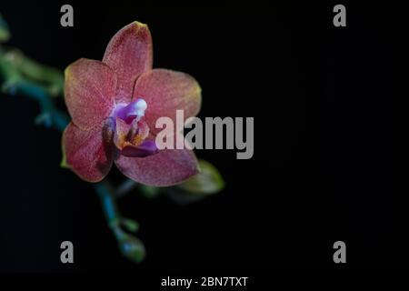 Le orchidee di Moth come questa porpora Phalaenopsis sp. Sono piante popolari della casa. Foto Stock