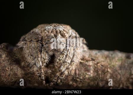 Ragni di corteccia, Caerostris sp. Sono nella famiglia orb-tessitore e sono camuffati bene sulla corteccia dell'albero, Newlands Forest Table Mountain Cape Town Sud Africa Foto Stock