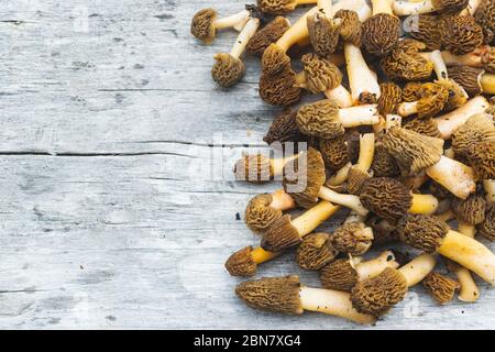 Funghi commestibili e deliziosi Verpa bohemica comunemente noto come morello precoce o rughe timple-cap - dettaglio dalla foresta di primavera della Repubblica Ceca, Euro Foto Stock