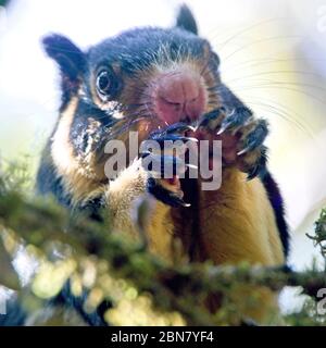 Scoiattolo gigante grizzled (Ratufa macroura), Parco Nazionale delle pianure dell'Horton, Sri Lanka. Foto Stock