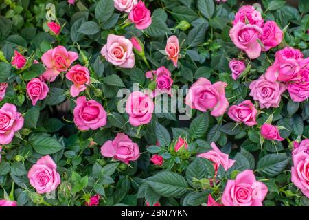 Rosa fiorita, bel cespuglio fresco con fiori rosa giardino. Fioritura spray rosa, molte infiammazioni e petali. Sfondo natura sfondo Foto Stock