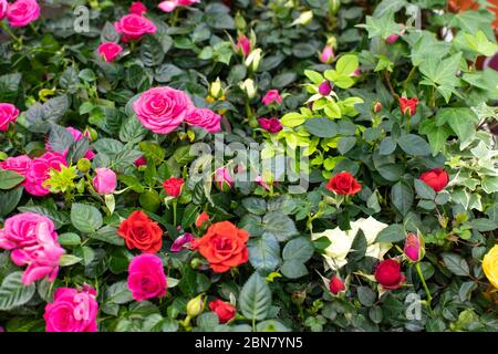 Rosa fiorito, sfondo natura, fiori rosa giardino bello fresco rosa. Rosa cespuglio in fiore Foto Stock