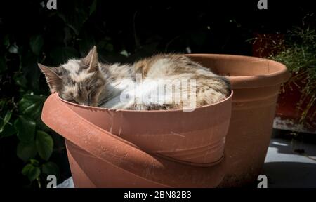 Gatto addormentato in una pentola di terracotta in un giardino a Corfù, Grecia. Foto Stock