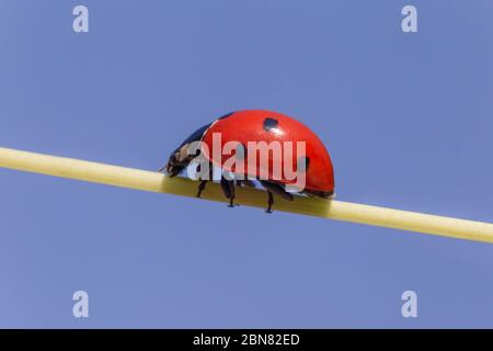 primo piano di ladybug che cammina sul gambo contro il cielo blu Foto Stock