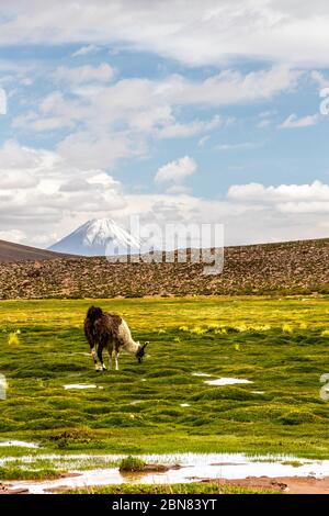 Lama pascolano nell'Atacama, con il vulcano Sairecabur sullo sfondo Foto Stock