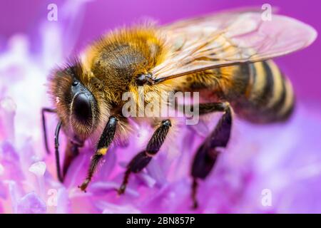 Il miele delle api gli insetti impollinatori fiore di trifoglio Foto Stock