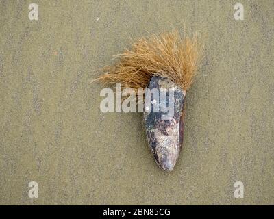 Un guscio mussoloso su una spiaggia di sabbia con una grande barba che cresce. Sembra una testa con capelli. Foto Stock