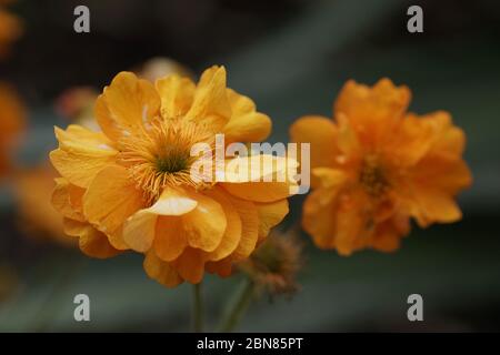 Geum 'Firestorm' Foto Stock