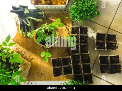 Set di verdure in vaso, microssprout e bacche piantine fresche in vaso di torba biodegradabile con luci solari, su tavola di legno. Top vie Foto Stock