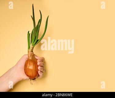 La cipolla verde in crescita tiene la mano di un uomo. Germogli di cipolla verde. Vegetali sani e naturali a casa senza OGM Foto Stock