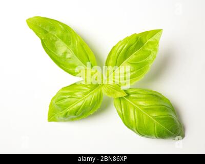 Un rametto di foglie di basilico fresco su sfondo bianco Foto Stock