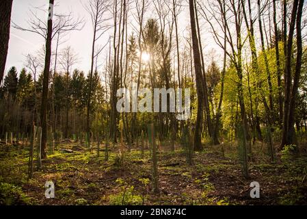 Alberi recentemente piantati in una fila in foresta Foto Stock