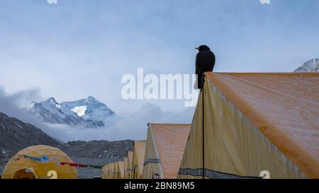 (200513) -- CAMPO BASE DEL MONTE QOMOLANGMA, 13 maggio 2020 (Xinhua) -- un tosse alpina poggia su una tenda al campo base del monte Qomolangma il 15 aprile 2020. (Xinhua/Sun Fei) Foto Stock