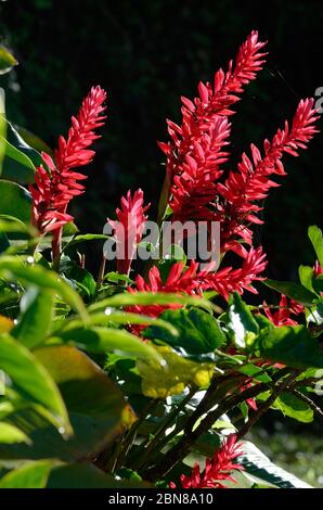 Alpinia purata, o galangal, in retroilluminazione Foto Stock