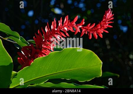 Alpinia purata, o galangal, in retroilluminazione Foto Stock