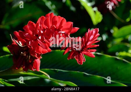 Alpinia purata, o galangal, in retroilluminazione Foto Stock