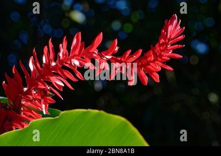 Alpinia purata, o galangal, in retroilluminazione Foto Stock