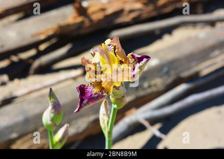 Iris oro viola brillante con fiori esclusivi che crescono su un cigolio giallo. Fioritura maggio piante con lunghe foglie verdi e cespugli illuminati dai raggi. Foto Stock