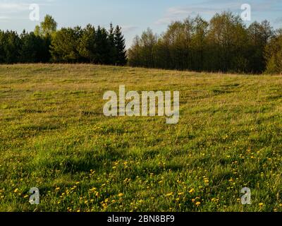 Prato primaverile pieno di fiori gialli. Primavera, Parco del paesaggio di Suwalski, Podlaskie, Polonia Foto Stock