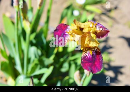 Iris oro viola brillante con fiori esclusivi che crescono su un cigolio giallo. Fioritura maggio piante con lunghe foglie verdi e cespugli illuminati dai raggi. Foto Stock