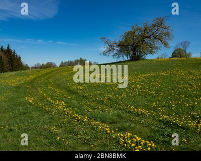 Prato verde pieno di tistole gialle, fiori di primavera. Cielo blu e giorno di sole. Parco paesaggistico di Suwalski, Podlaskie, Polonia Foto Stock