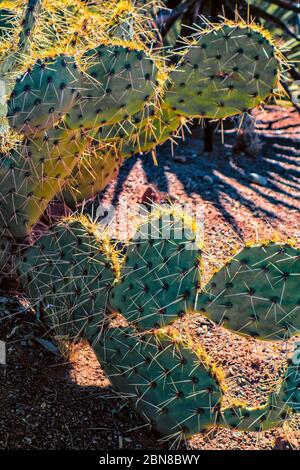 Engelmann's Prickly Pear, Opuntia engelmannii, nel Red Hills Desert Garden, St. George, Utah, USA Foto Stock