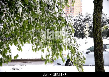 Kaunas Lituania. Neve il 12 maggio mattina a Kaunas. Nome oggetto:meteo lituania 2020-05-12 Foto Stock