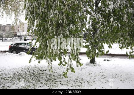 Kaunas Lituania. Neve il 12 maggio mattina a Kaunas. Nome oggetto:meteo lituania 2020-05-12 Foto Stock