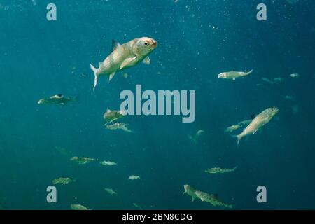 Scuola di Whitefish nelle acque fredde di un lago di montagna nella Columbia Britannica, Canada. Foto Stock