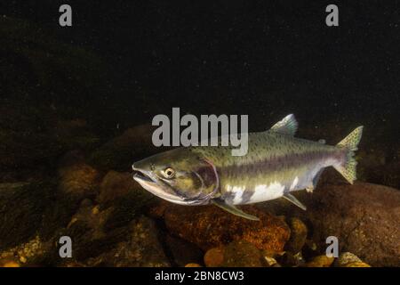 Un salmone rosa femminile adulto in un affluente del fiume Squamish. Foto Stock