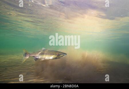 Salmone Rosa femminile in colori di ripieno. Foto Stock