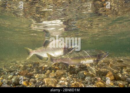 I salmoni rosa maschili e femminili sono pieni di colori da riproduzione nel fiume Squamish, nella British Columbia. Foto Stock