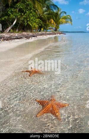 Spiaggia Star, isola Colon. Bocas del Toro.Panama. Foto Stock