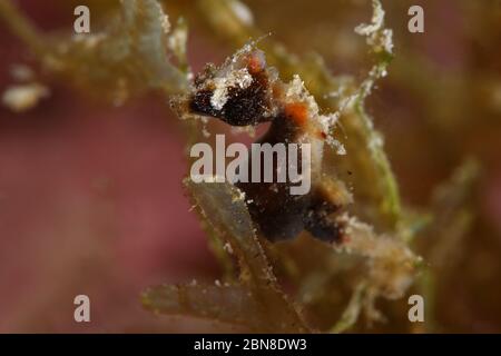 Di Pontoh cavalluccio marino pigmeo (Hippocampus pontohi). Subacqueo fotografia macro da Romblon, Filippine Foto Stock