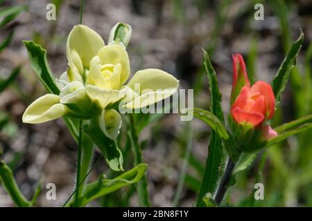 Giallo Indian Paintbrush Foto Stock