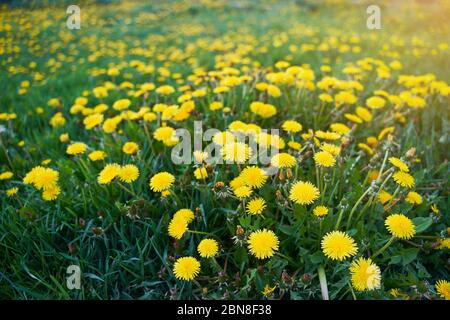 Un campo di diandelioni. Fiori gialli. Primavera. Foto Stock