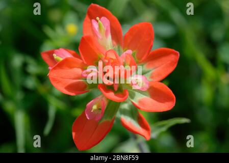 Indian Paintbrush Foto Stock