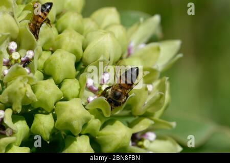 impianto ospite della monarch Foto Stock