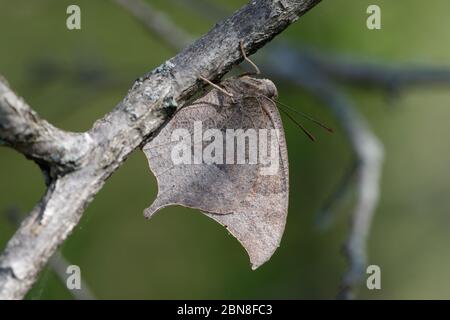 Le zizze di capra si nascondono su un arto. Foto Stock