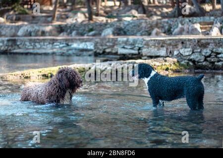 Due cani che hanno una posizione in piedi in acqua, guardando l'un l'altro anticipando la mossa successiva Foto Stock