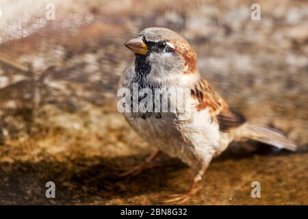 Un passero dopo aver fatto un bagno. Foto Stock